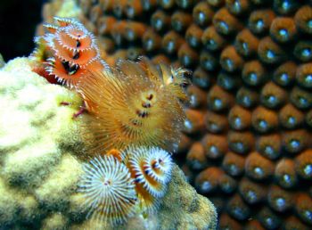 Christmas Tree Worms. Cliff Reef, Bonaire. Olympus C-4000... by Kevin Robert Panizza 